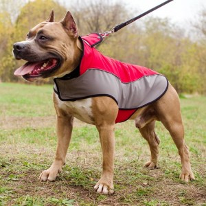 Дождевик для американского стаффордширского терьера «Raincoat Cape»